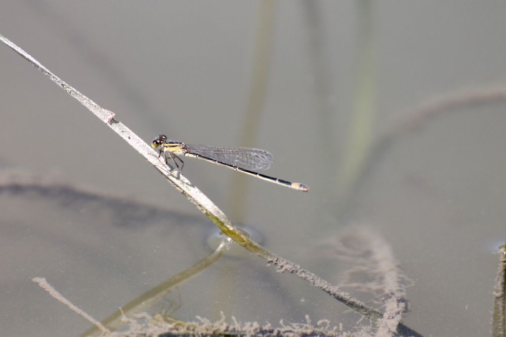Ischnura elegans femmina
